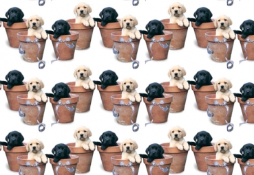 Geschenkpapier - Labrador Potted Pups -